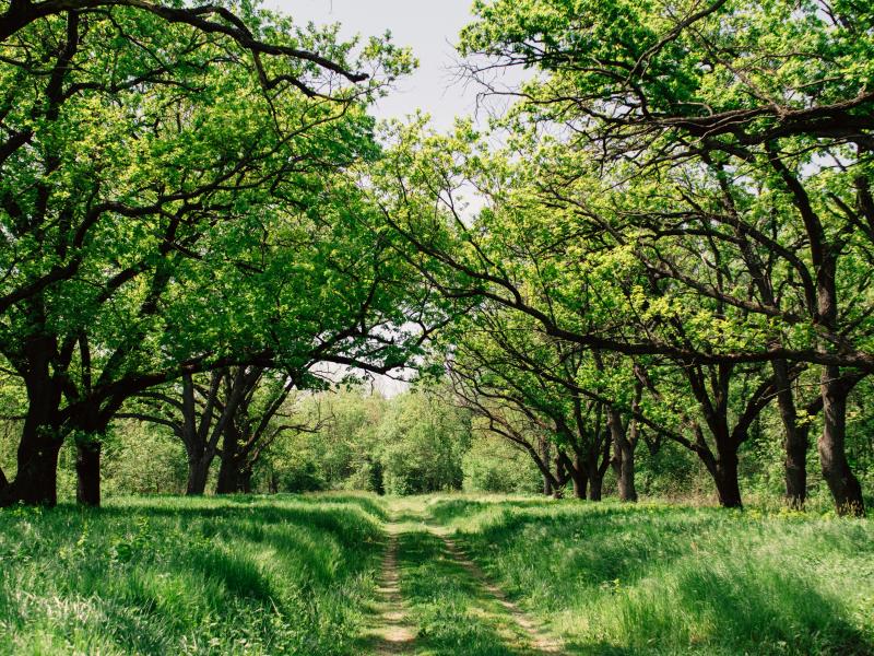 Skov, forår